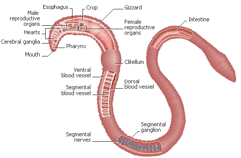 Anatomi cacing tanah